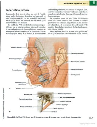 Grays anatomie