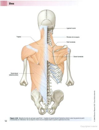 Grays anatomie