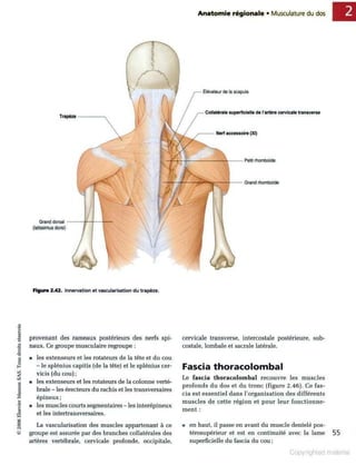 Grays anatomie