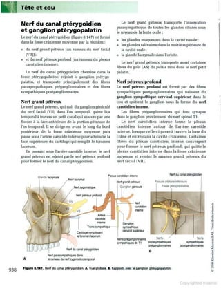 Grays anatomie