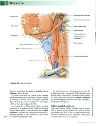 Grays anatomie
