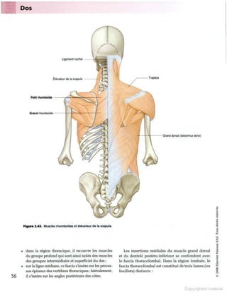 Grays anatomie
