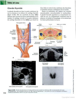 Grays anatomie