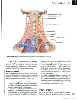 Grays anatomie