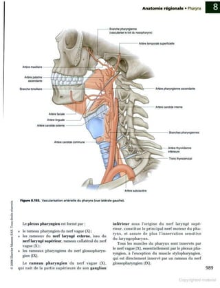 Grays anatomie