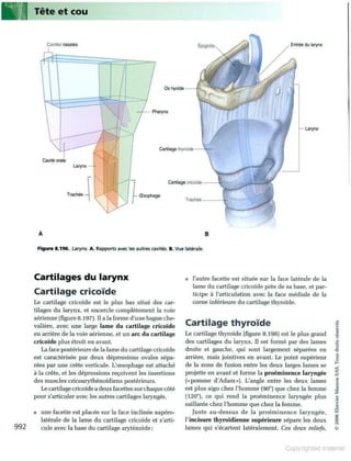 Grays anatomie