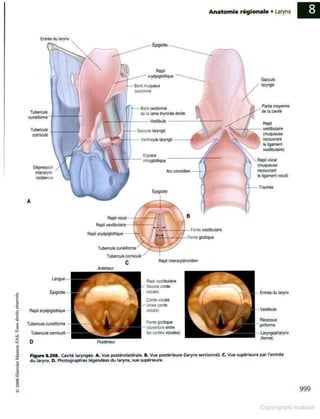 Grays anatomie