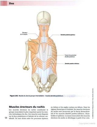 Grays anatomie