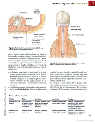 Grays anatomie