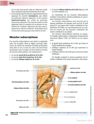 Grays anatomie