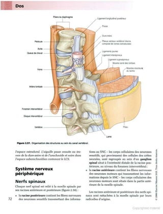 Grays anatomie