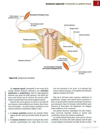 Grays anatomie
