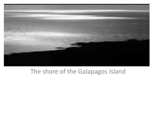 The shore of the Galapagos Island 