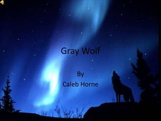 Gray Wolf By Caleb Horne 