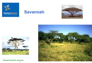 Savannah 