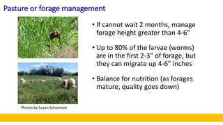 Pasture or forage management
• If cannot wait 2 months, manage
forage height greater than 4-6”
• Up to 80% of the larvae (...