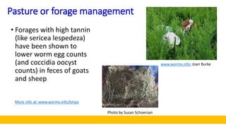 Pasture or forage management
• Forages with high tannin
(like sericea lespedeza)
have been shown to
lower worm egg counts
...