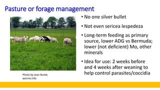 Pasture or forage management
• No one silver bullet
• Not even sericea lespedeza
• Long-term feeding as primary
source, lo...