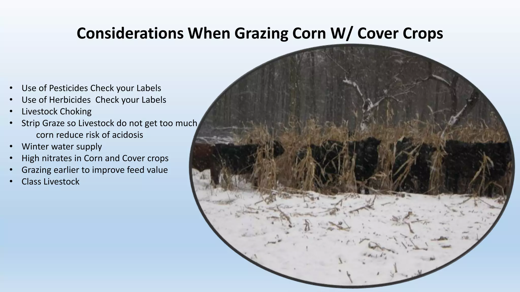 Considerations When Grazing Corn W/ Cover Crops
• Use of Pesticides Check your Labels
• Use of Herbicides Check your Labels
• Livestock Choking
• Strip Graze so Livestock do not get too much
corn reduce risk of acidosis
• Winter water supply
• High nitrates in Corn and Cover crops
• Grazing earlier to improve feed value
• Class Livestock
 