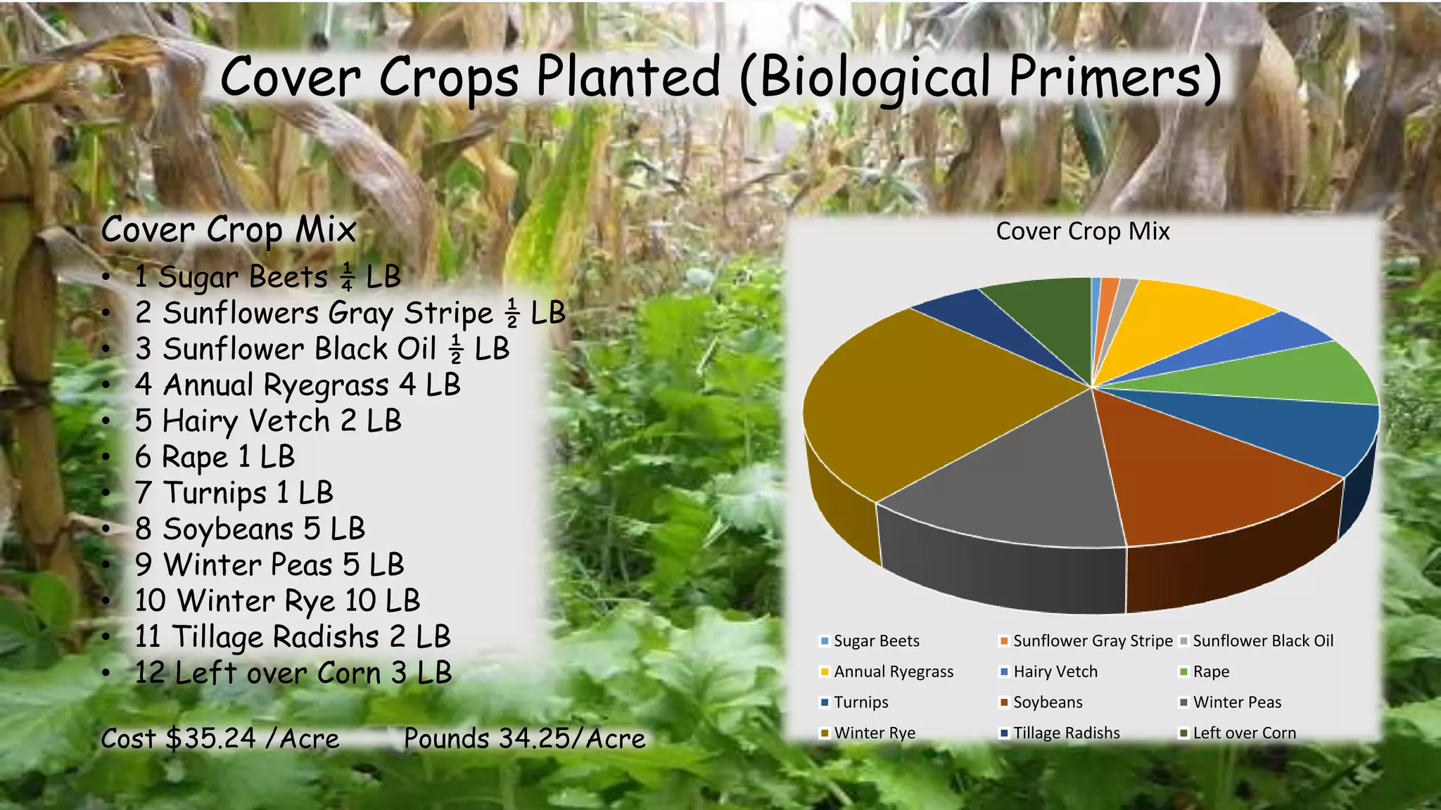 Cover Crop Mix
Sugar Beets Sunflower Gray Stripe Sunflower Black Oil
Annual Ryegrass Hairy Vetch Rape
Turnips Soybeans Winter Peas
Winter Rye Tillage Radishs Left over Corn
Cover Crops Planted (Biological Primers)
• 1 Sugar Beets ¼ LB
• 2 Sunflowers Gray Stripe ½ LB
• 3 Sunflower Black Oil ½ LB
• 4 Annual Ryegrass 4 LB
• 5 Hairy Vetch 2 LB
• 6 Rape 1 LB
• 7 Turnips 1 LB
• 8 Soybeans 5 LB
• 9 Winter Peas 5 LB
• 10 Winter Rye 10 LB
• 11 Tillage Radishs 2 LB
• 12 Left over Corn 3 LB
Cover Crop Mix
Cost $35.24 /Acre Pounds 34.25/Acre
 
