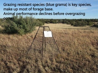 Grazing resistant species (blue grama) is key species,
make up most of forage base.
Animal performance declines before overgrazing
occurs.
 
