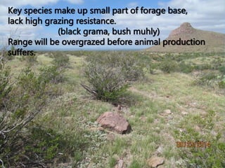 Key species make up small part of forage base,
lack high grazing resistance.
(black grama, bush muhly)
Range will be overgrazed before animal production
suffers.
 
