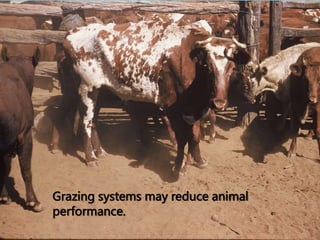 Grazing systems may reduce animal
performance.
 