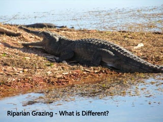 Riparian Grazing - What is Different?
 