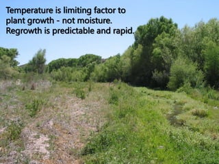 Temperature is limiting factor to
plant growth - not moisture.
Regrowth is predictable and rapid.
 