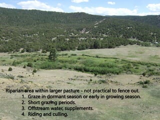 Riparian area within larger pasture - not practical to fence out.
1. Graze in dormant season or early in growing season.
2. Short grazing periods.
3. Offstream water, supplements.
4. Riding and culling.
 
