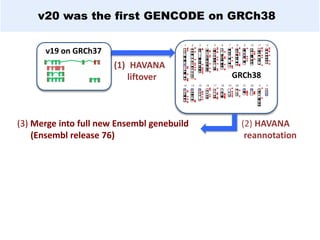 v20 was the first GENCODE on GRCh38
v19 on GRCh37
GRCh38
(1) HAVANA
liftover
(2) HAVANA
reannotation
(3) Merge into full new Ensembl genebuild
(Ensembl release 76)
 