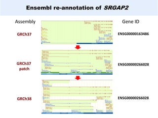 GRCh37
GRCh37
patch
GRCh38
Ensembl re-annotation of SRGAP2
ENSG00000266028
ENSG00000266028
ENSG00000163486
Assembly Gene ID
 