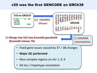 • Fixed gene issues caused by 37 > 38 changes
• Major QC performed
• New complex regions on chr 1, 9, X
• Alt loci / Haplotype annotation
v20 was the first GENCODE on GRCh38
V19 on GRCh37
GRCh38
(1) HAVANA
liftover
(2) HAVANA
reannotation
(3) Merge into full new Ensembl genebuild
(Ensembl release 76)
 