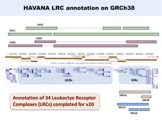 HAVANA LRC annotation on GRCh38
Annotation of 34 Leukoctye Receptor
Complexes (LRCs) completed for v20
COX2
COX1
PGF1
PGF2
DM1A
DM1B
MC1B
MC1A
LILRs KIRs
 