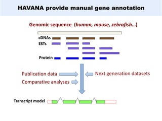 HAVANA provide manual gene annotation
cDNAs
ESTs
Genomic sequence (human, mouse, zebrafish…)
Protein
Transcript model
Publication data
Comparative analyses
Next generation datasets
 