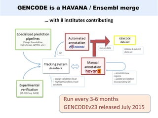 GENCODE is a HAVANA / Ensembl merge
… with 8 institutes contributing
Run every 3-6 months
GENCODEv23 released July 2015
 