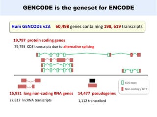 19,797 protein coding genes
15,931 long non-coding RNA genes 14,477 pseudogenes
Hum GENCODE v23: 60,498 genes containing 198, 619 transcripts
CDS exon
Non-coding / UTR
79,795 CDS transcripts due to alternative splicing
27,817 lncRNA transcripts 1,112 transcribed
GENCODE is the geneset for ENCODE
 