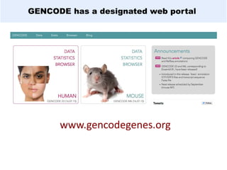 GENCODE has a designated web portal
www.gencodegenes.org
 