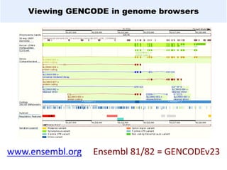 Viewing GENCODE in genome browsers
www.ensembl.org Ensembl 81/82 = GENCODEv23
 