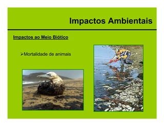 Impactos Ambientais
Impactos ao Meio Biótico


    Mortalidade de animais
 
