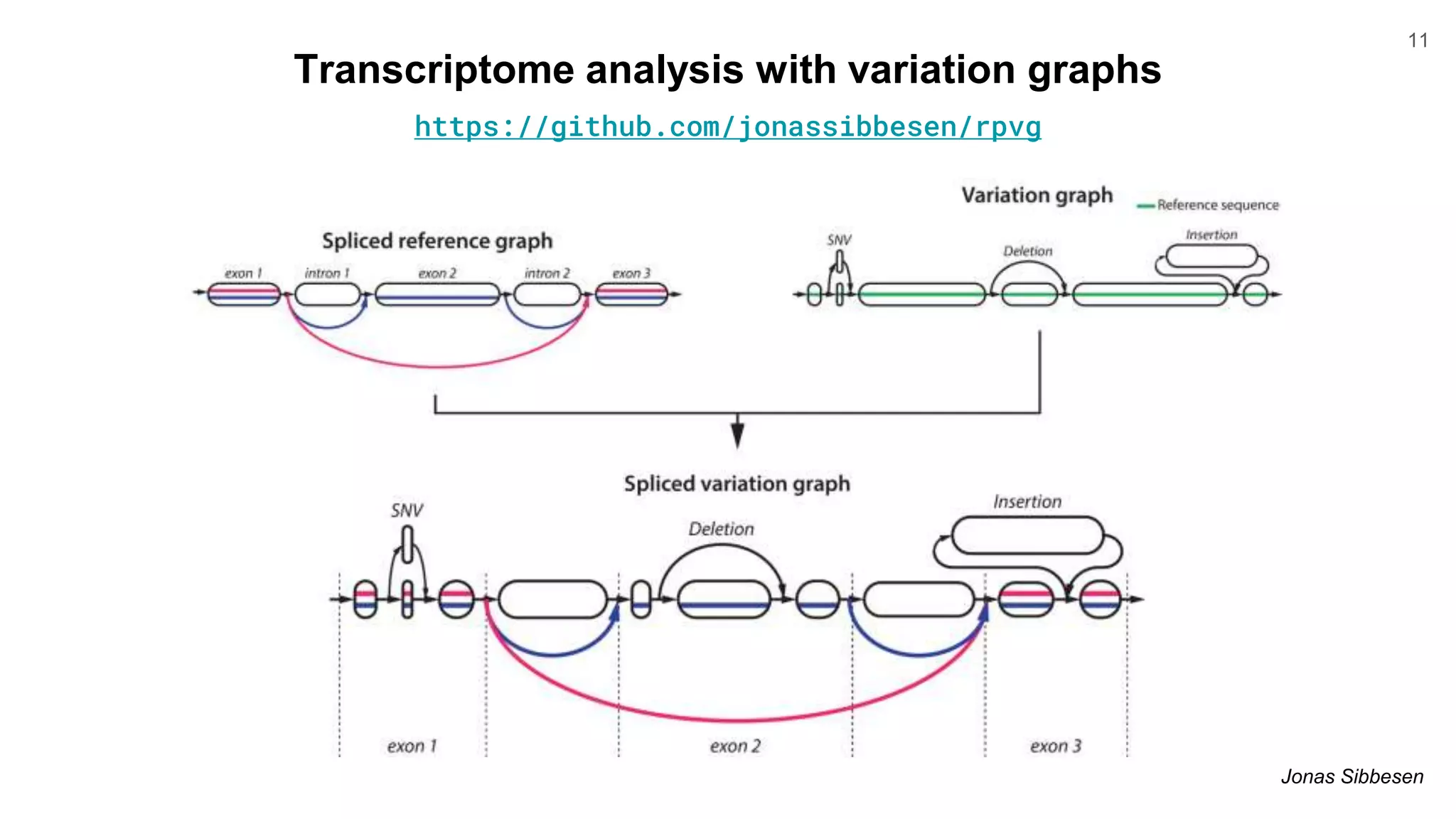 Genome variation graphs with the vg toolkit | PPTX | Genetics | Science