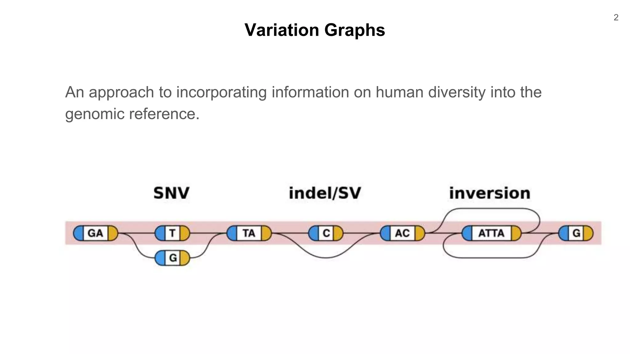 Genome variation graphs with the vg toolkit | PPTX | Genetics | Science