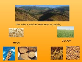 Nos vales e planícies cultivavam os cereais   TRIGO CEVADA 