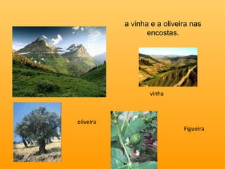 a vinha e a oliveira nas encostas. vinha oliveira Figueira  