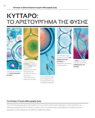 20
Πριν από δισεκατομμύρια χρόνια αναπτύχθηκαν στη γη οι πρώτοι μονοκύτταροι οργανισμοί, οι οποίοι αποτελούν την
παλαιότερη μορφή ζωής. Με την πάροδο του χρόνου, από τους μονοκύτταρους αναπτύχθηκαν πιο σύνθετοι ζωντανοί
οργανισμοί, οι οποίοι οδήγησαν στην εξέλιξη του ανθρώπινου είδους.
Το κύτταρο: Η πηγή κάθε μορφής ζωής
ΤΟ ΑΡΙΣΤΟΥΡΓΗΜΑ ΤΗΣ ΦΥΣΗΣ
Το DNA μας, δηλαδή ο
γενετικός μας κώδικας,
αποθηκεύεται στα
κύτταρα.
Στο ανθρώπινο σώμα
υπάρχουν συνολικά 300
διαφορετικά είδη
κυττάρων με
διαφορετικές λειτουργίες
και χρησιμότητες.
Το μέσο ανθρώπινο
κύτταρο έχει διάμετρο
περίπου 25 μm. Κάθε
δευτερόλεπτο
σχηματίζονται αρκετά
εκατομμύρια νέα
κύτταρα, έτσι ώστε το
σώμα μας να
ανανεώνεται και να
αναγεννάται συνεχώς.
Το πιο μεγάλο κύτταρο
είναι το ωάριο, ενώ τα
πιο μικρά κύτταρα είναι
τα ερυθρά αιμοσφαίρια.
Το σώμα μας αποτελείται
από τρισεκατομμύρια
κύτταρα.
Κύτταρο: το βασικό δομικό στοιχείο κάθε μορφής ζωής
ΚΥΤΤΑΡΟ:
 