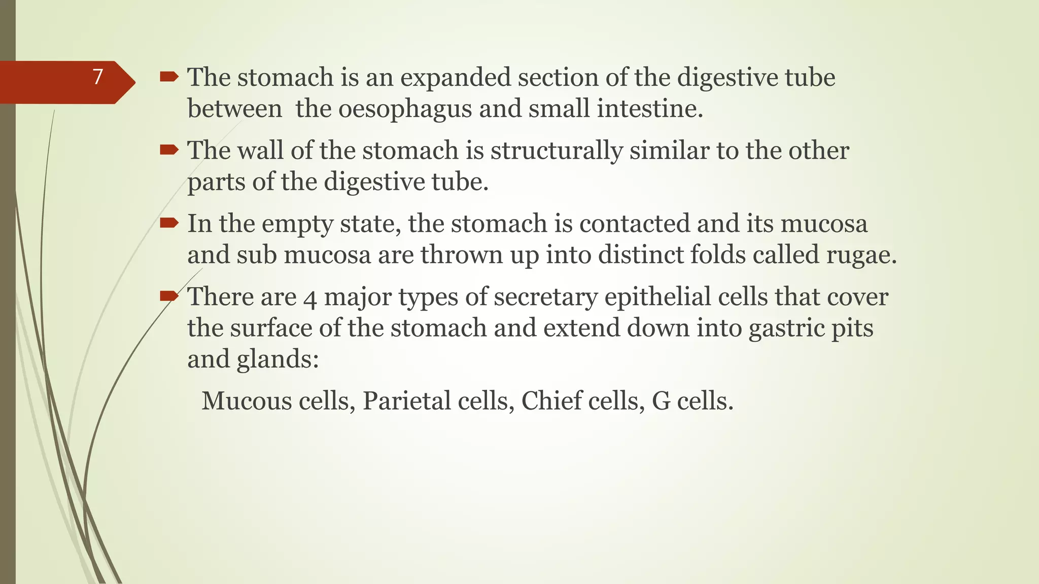  The stomach is an expanded section of the digestive tube
between the oesophagus and small intestine.
 The wall of the stomach is structurally similar to the other
parts of the digestive tube.
 In the empty state, the stomach is contacted and its mucosa
and sub mucosa are thrown up into distinct folds called rugae.
 There are 4 major types of secretary epithelial cells that cover
the surface of the stomach and extend down into gastric pits
and glands:
Mucous cells, Parietal cells, Chief cells, G cells.
7
 
