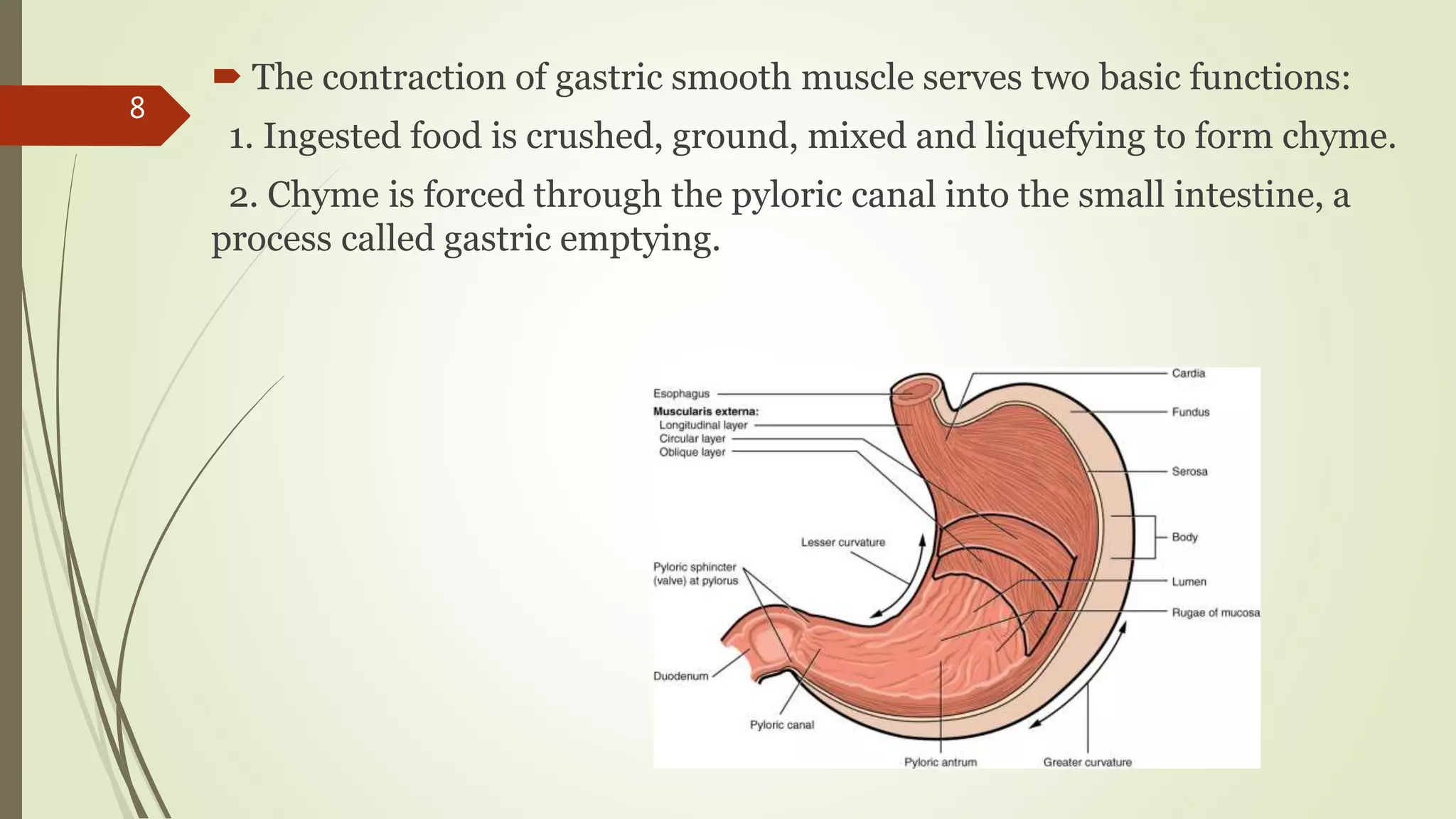  The contraction of gastric smooth muscle serves two basic functions:
1. Ingested food is crushed, ground, mixed and liquefying to form chyme.
2. Chyme is forced through the pyloric canal into the small intestine, a
process called gastric emptying.
8
 