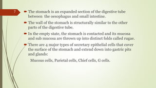  The stomach is an expanded section of the digestive tube
between the oesophagus and small intestine.
 The wall of the stomach is structurally similar to the other
parts of the digestive tube.
 In the empty state, the stomach is contacted and its mucosa
and sub mucosa are thrown up into distinct folds called rugae.
 There are 4 major types of secretary epithelial cells that cover
the surface of the stomach and extend down into gastric pits
and glands:
Mucous cells, Parietal cells, Chief cells, G cells.
7
 