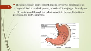  The contraction of gastric smooth muscle serves two basic functions:
1. Ingested food is crushed, ground, mixed and liquefying to form chyme.
2. Chyme is forced through the pyloric canal into the small intestine, a
process called gastric emptying.
8
 