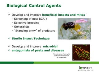 Biological Control Agents
 Develop and improve beneficial insects and mites
- Screening of new BCA’s
- Selective breeding
- Generalists
- “Standing army” of predators
 Sterile Insect Technique
 Develop and improve microbial
 antagonists of pests and diseases
Pseudomonas chlororaphis
op Fusarium oxysporum
on tomato roots
 